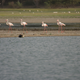 Thol Lake in Gujarat, today a biodiverse wildlife hub, could be affected by pollutants in the long run.